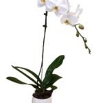 Orchid plant